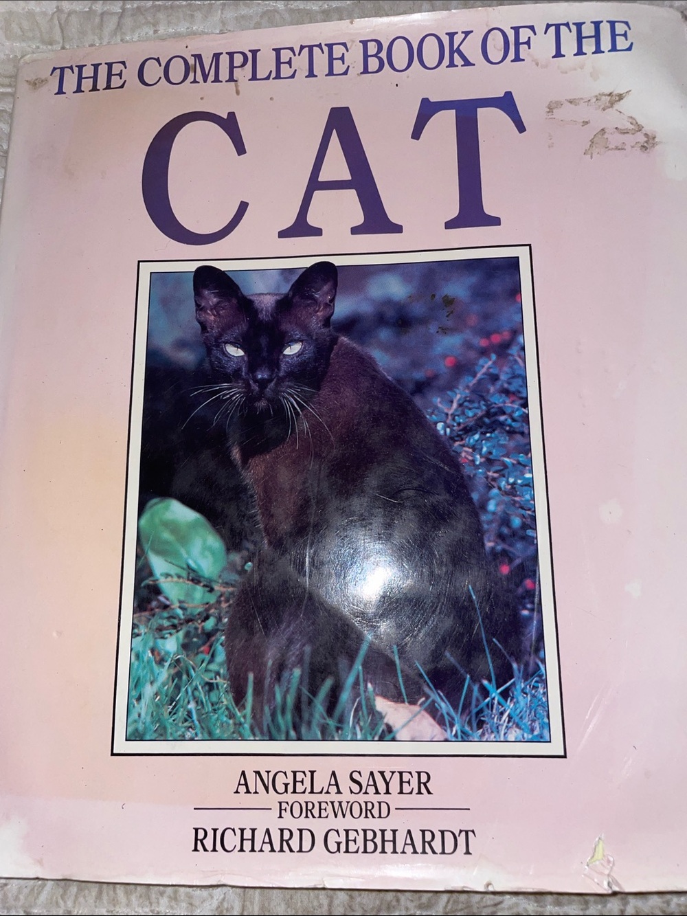 We love cats